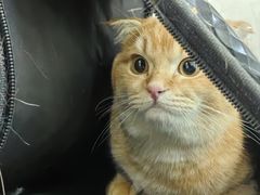 -汪喵宠物医院·骨科心脏影像·犬猫急重症ICU诊疗中心(成华分院)