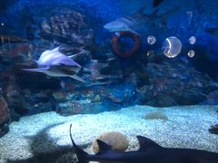 -烟台海昌鲸鲨海洋公园