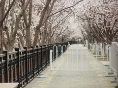 -桃花堤公园