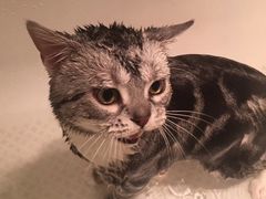 -纳吉亚猫专科动物诊疗中心(蒋宅口分院)