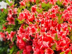 -轻井泽王子购物广场