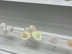 -贝壳王国博物馆