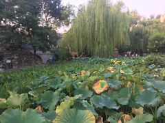 -莲湖公园