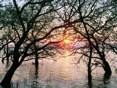 -宝安西湾红树林湿地公园