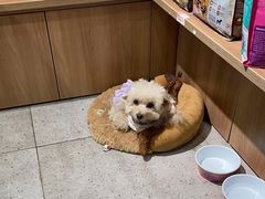 -FAELING PETS美天灵宠物(富力广场店)