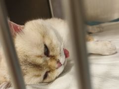 -艾吉宠物医院·疑难杂症转诊中心·猫友好(碧江路院)
