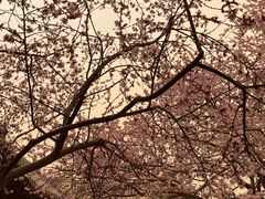 -桃花堤公园