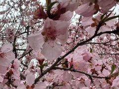 -桃花堤公园