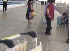 -上海浦东国际机场-T2航站楼