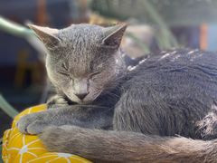 -喵屿·大理花园猫咖