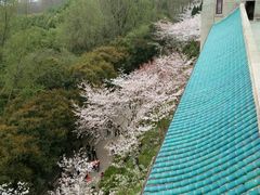 -武汉大学-樱园