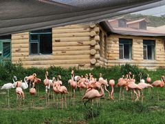 -哈尔滨北方森林动物园