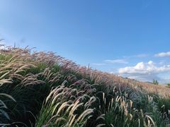 -光明小镇欢乐田园