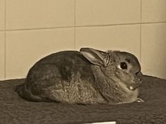 -雨林宠物医院 非犬猫异宠专科