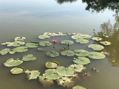 -大湾区中央湿地公园