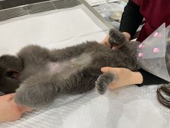 -北京恒爱动物医院(清景园分院)