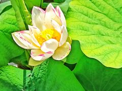 -莲花池公园