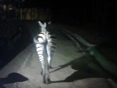 -清迈夜间动物园