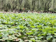 -阿尔丁植物园