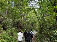 -五营红松林海景区