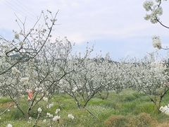 -樱桃山旅游景区
