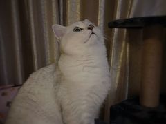 -欣宠猫屋·矮脚拿破仑·蓝金金渐层