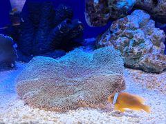 -上海海洋水族馆