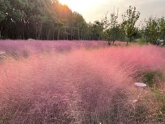 -昆山城市生态森林公园