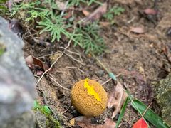 -广州白江湖森林公园