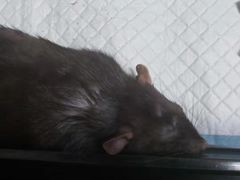 -瑞派·关忠动物医院·异宠专科·犬猫肿瘤·皮肤专科(望京店)