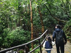 -莫里热带雨林景区