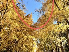 -三里屯东五街银杏大道