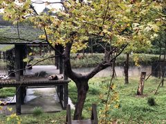 -都江堰中华大熊猫苑