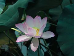-西湖公园(鼓楼区)
