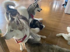 -Husky Go! 哈士奇体验馆·宠物咖啡厅狗咖