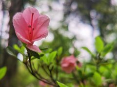 -杭州植物园