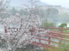 -羊山湖公园