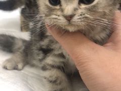 -芭比堂动物医院·犬猫全科·异宠专科(雁塔分院)