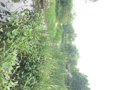 江湾湿地公园-新江湾城公园