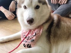 -Husky Go! 哈士奇体验馆·宠物咖啡厅狗咖
