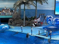 -海合安成都极地海洋公园