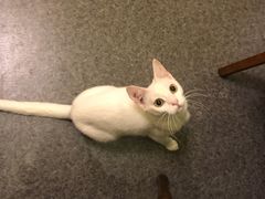-猫色咖啡·猫咖