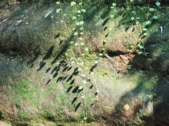 -赤水丹霞旅游区·佛光岩