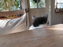 -海边的猫和咖啡馆