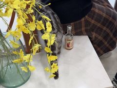 -共舞时光猫咖·狗咖(新街口店)