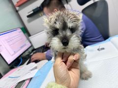 -半岛宠物医院24小时(科华中路店)
