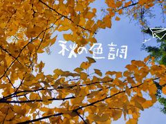 -重庆彩云湖湿地公园