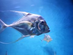 -青岛海底世界-水族馆