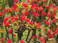 -松山湖梦幻百花洲