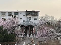 -桃花堤公园